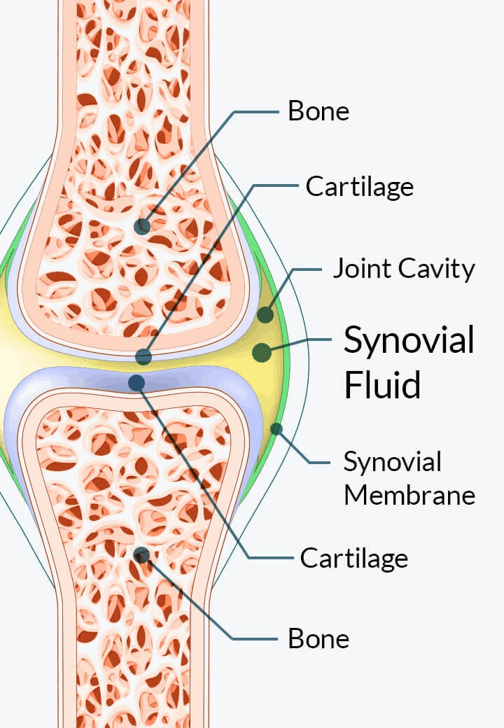 Joint Genesis